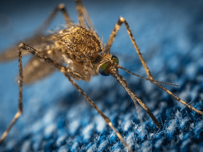 About Poleline Estates Roach Control - roach control experts in Poleline Estates