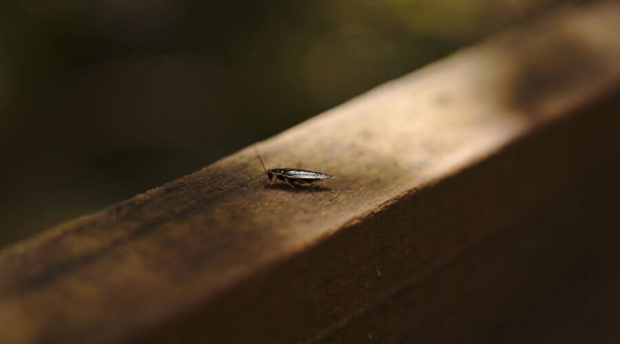 Why choose Poleline Estates Roach Control for roach control in Poleline Estates